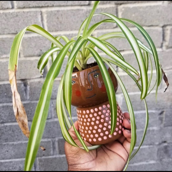 Face planter - Picture 2 of 4